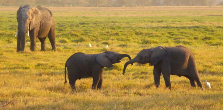 kenya-amboseli-elephants-walking-tour