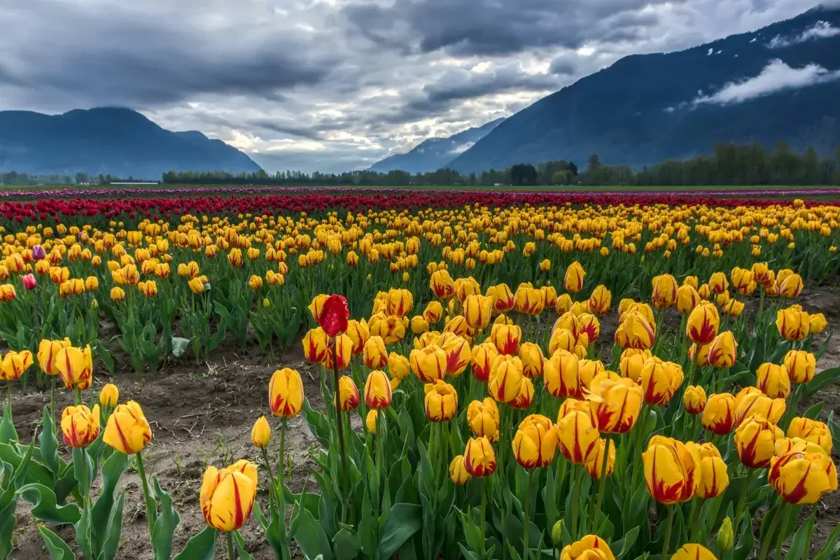 San Juan Island & Skagit Valley Tulip Festival