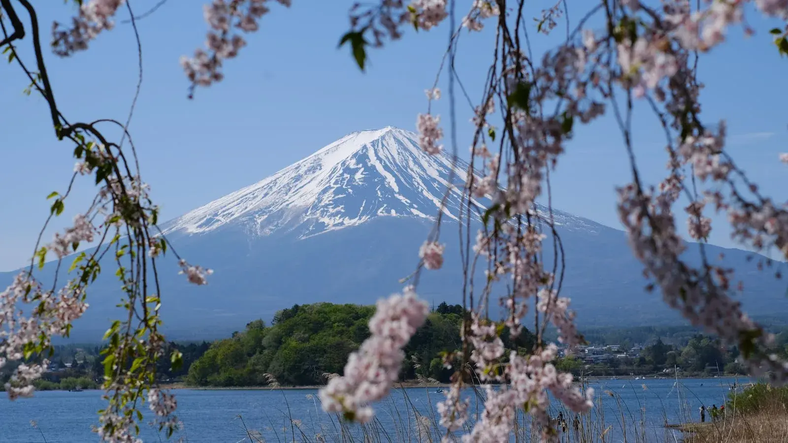 Mt Fuji framed by cherry blossoms over Lake Kawaguchiko