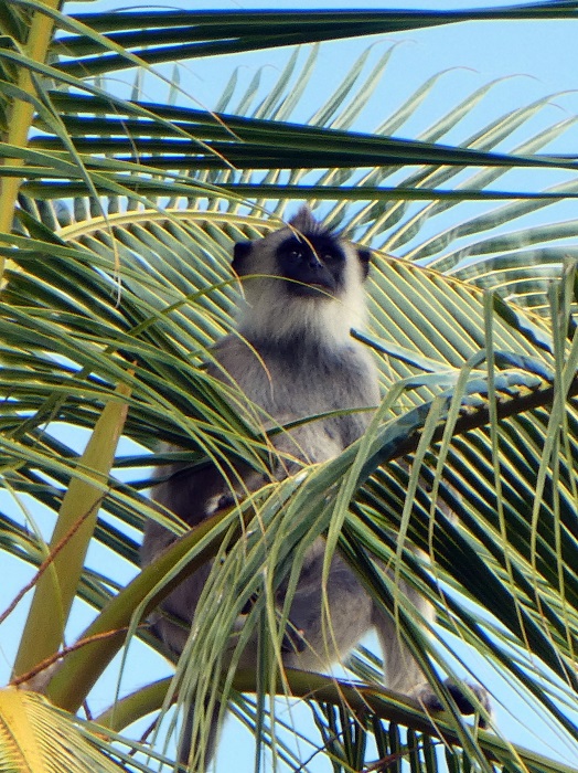 Grey langur taking it all in from the top of a palm tree