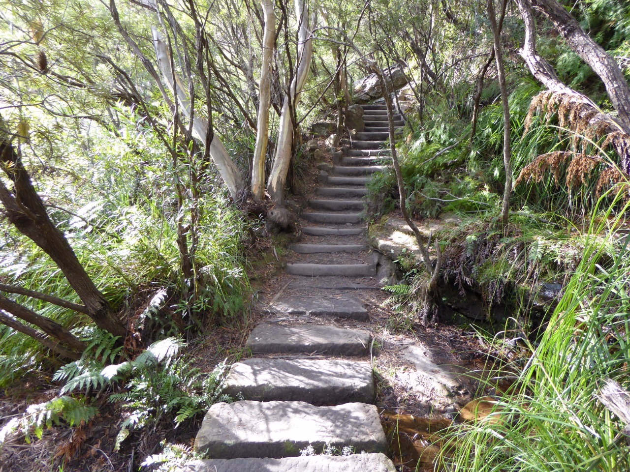 Australia Trail down to Wentworth Falls