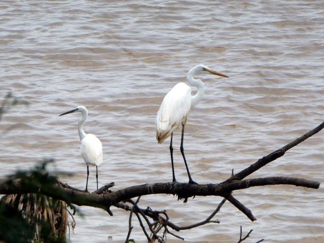 Two species of egret - Great and Common - note the different colored beaks