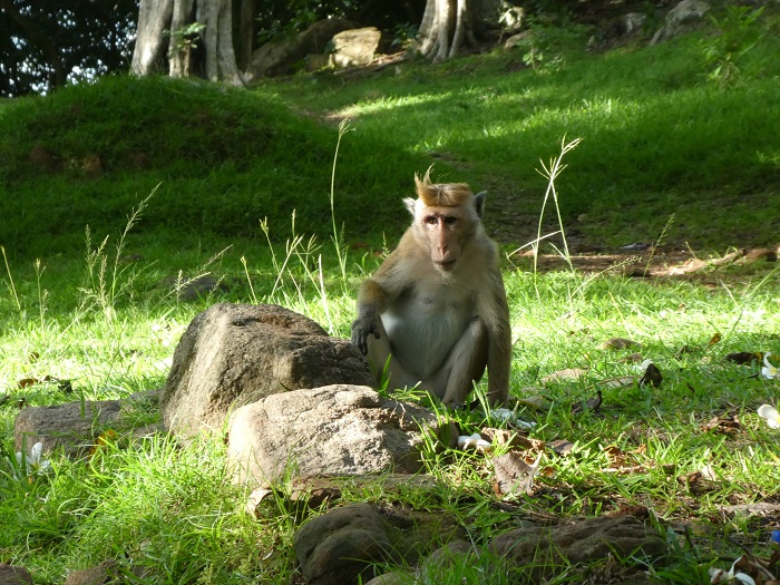 Macaque monkeys, cute but basically a big nuisance.