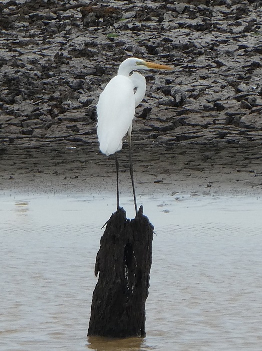 Had to throw this one in - looks like the egret's legs are growing right out of the stump