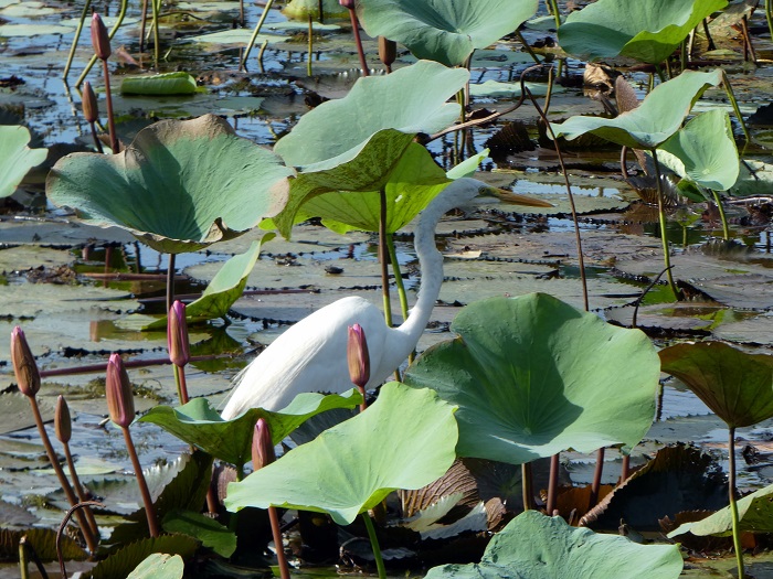 Egret taking some shade in the lotus pond