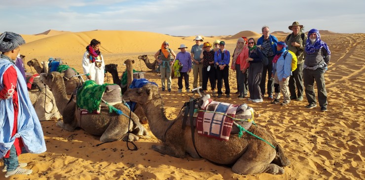 Sahara camels