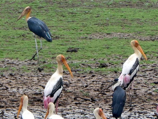 Here's your basic 3 stork shot! In back, the endangered Lesser adjutant stork...several painted storks to catch your eye...then the woolley necked stork down in front