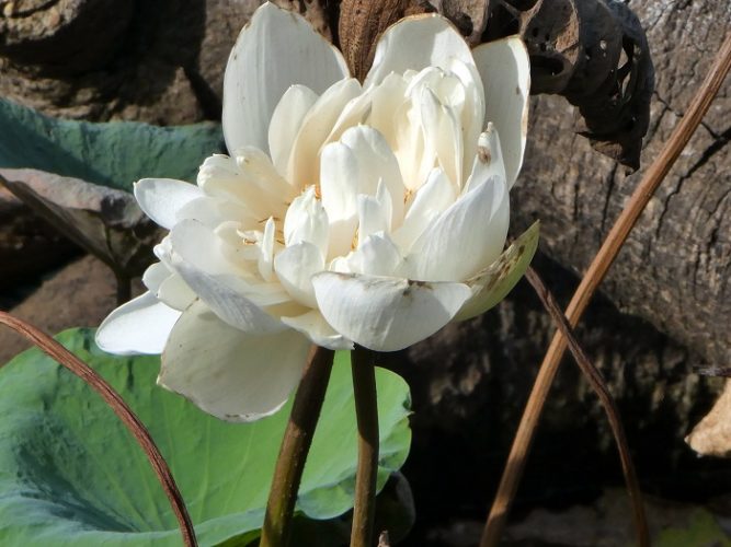 Blossom of a lotus plant