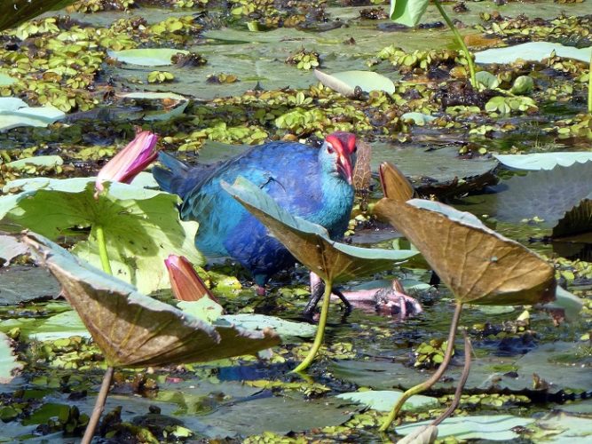 Colorful swamp hen