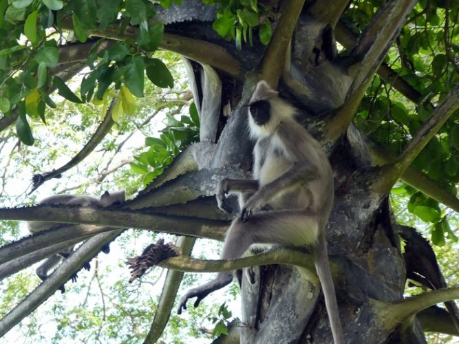 The ever-comical Grey Langur monkey taking a break on a palm tree
