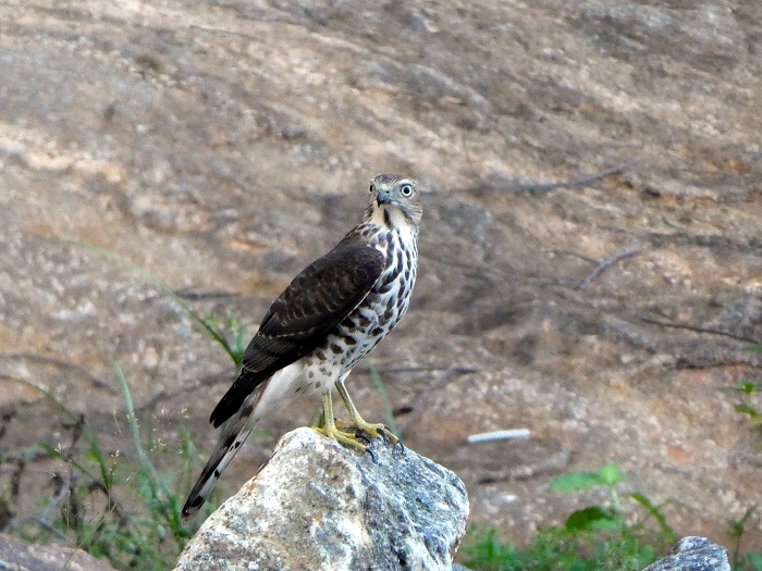 A shekra - bird of prey from the falcon family