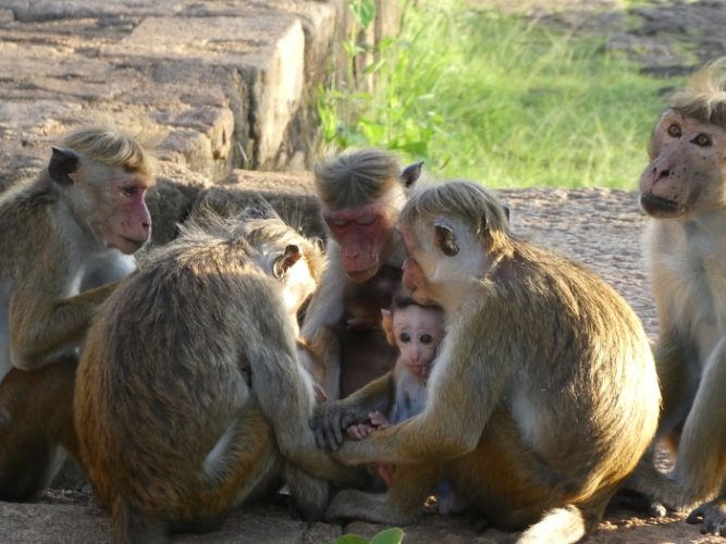 Holding a macaque council