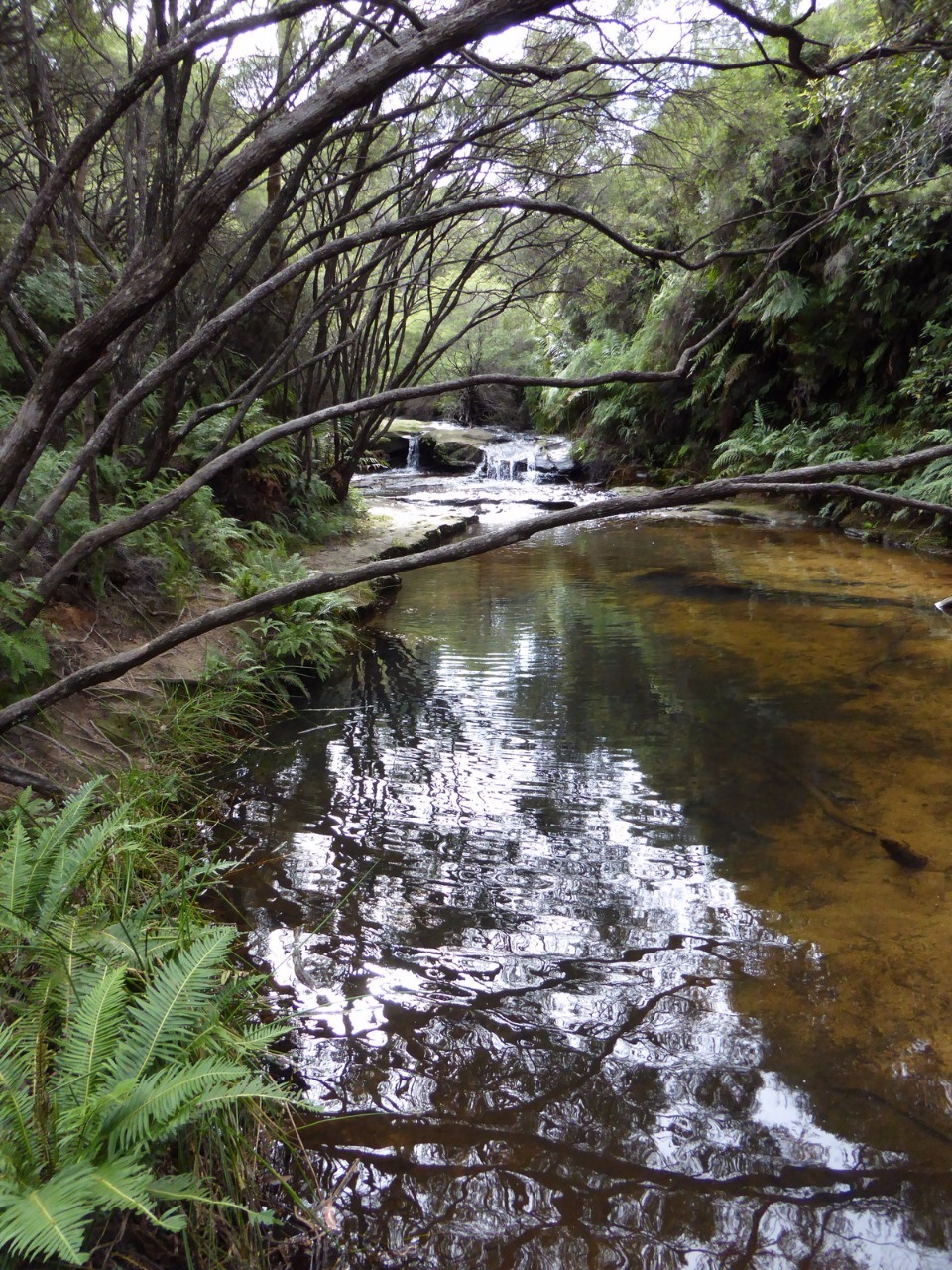 Australia Reflective Pool Along Jamison Creek