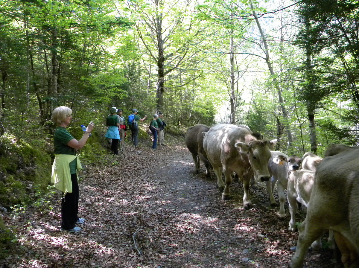 Sharing the trail with the cows