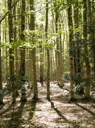 Sun through the beech forest - Ordesa Walk