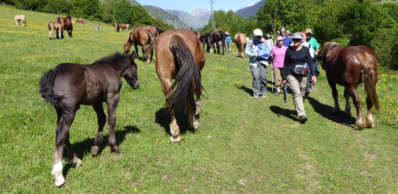 Hiking with the horses of Val d'Aran