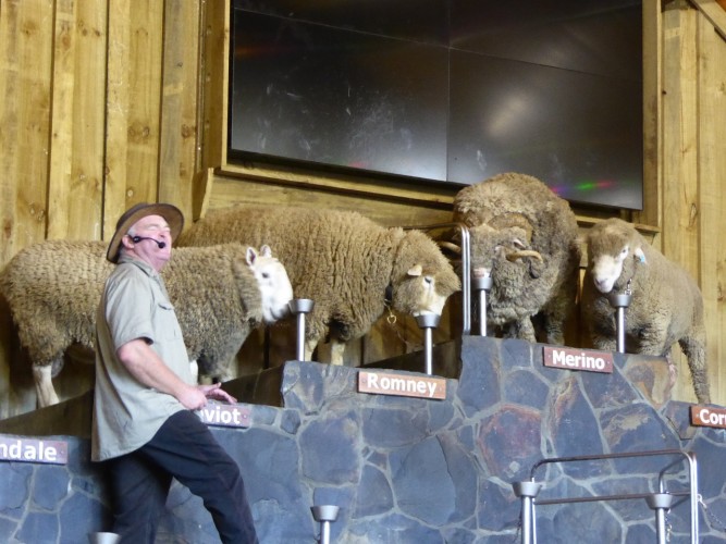 Agrodome Sheep Show