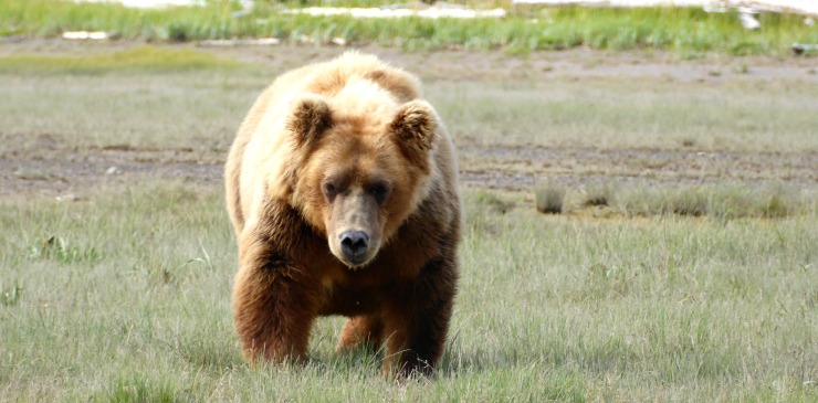 Alaska Katmai National Park Bear Excursion