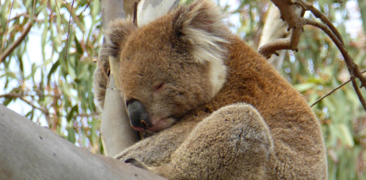 Australia Koala Bear