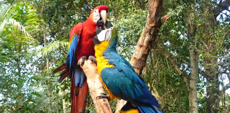 Brazil Bird Park