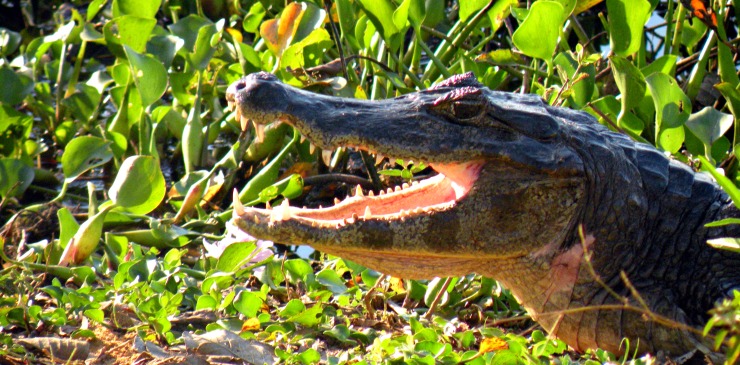 Brazil Pantanal