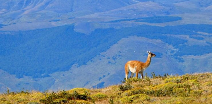 Chile Patagonia (6)
