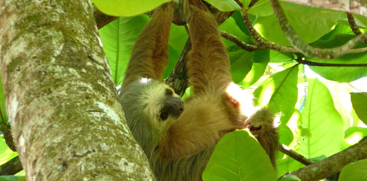Costa Rica Sloth