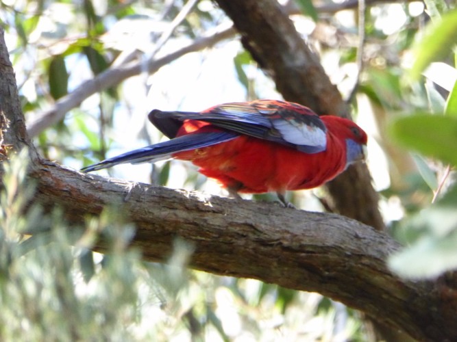 Crimson Rosella on the trail in the Blues