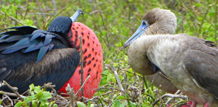 Galapagos Islands Bird Life