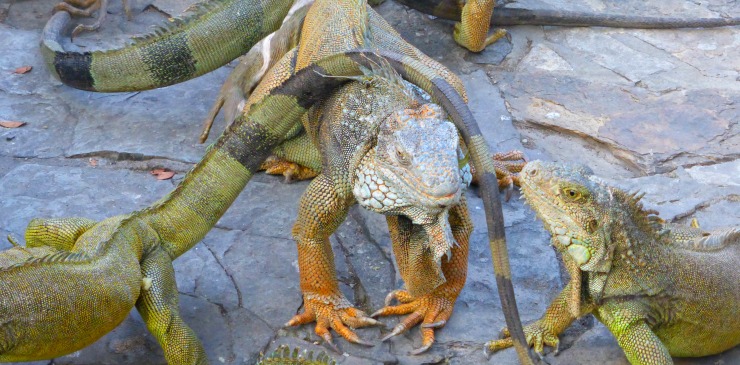 Galapagos Islands San Cristobal Island Lizards