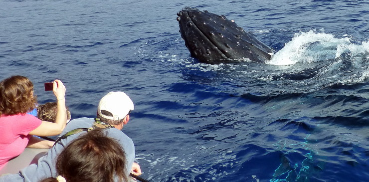 Hawaii Maui Humpback Whale