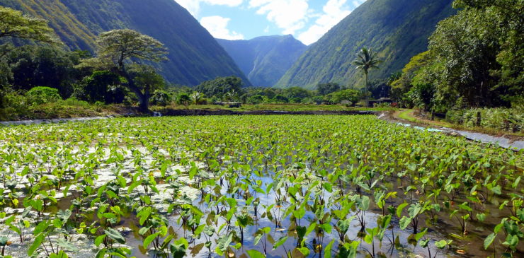 Hawaii Waipio Valley Big Island Taro Field Walking Tour