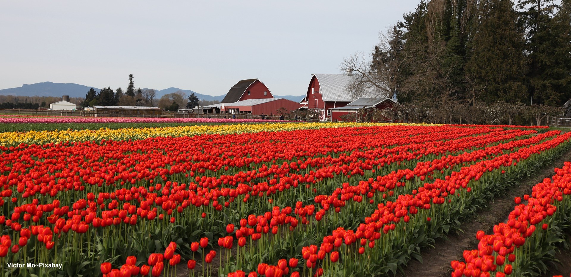 Skagit Valley tulips