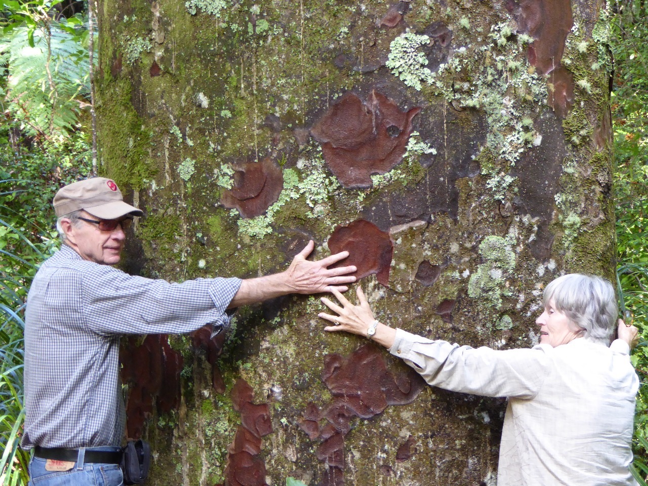 Ken & Le Ora spanning a 700-year-old Kauri tree