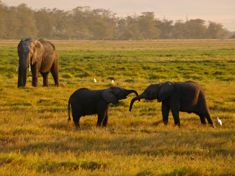 kenya-amboseli-elephants-walking-tour