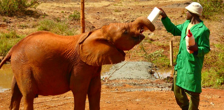 Kenya David Sheldrick Wildlife Trust Elephant Orphanage