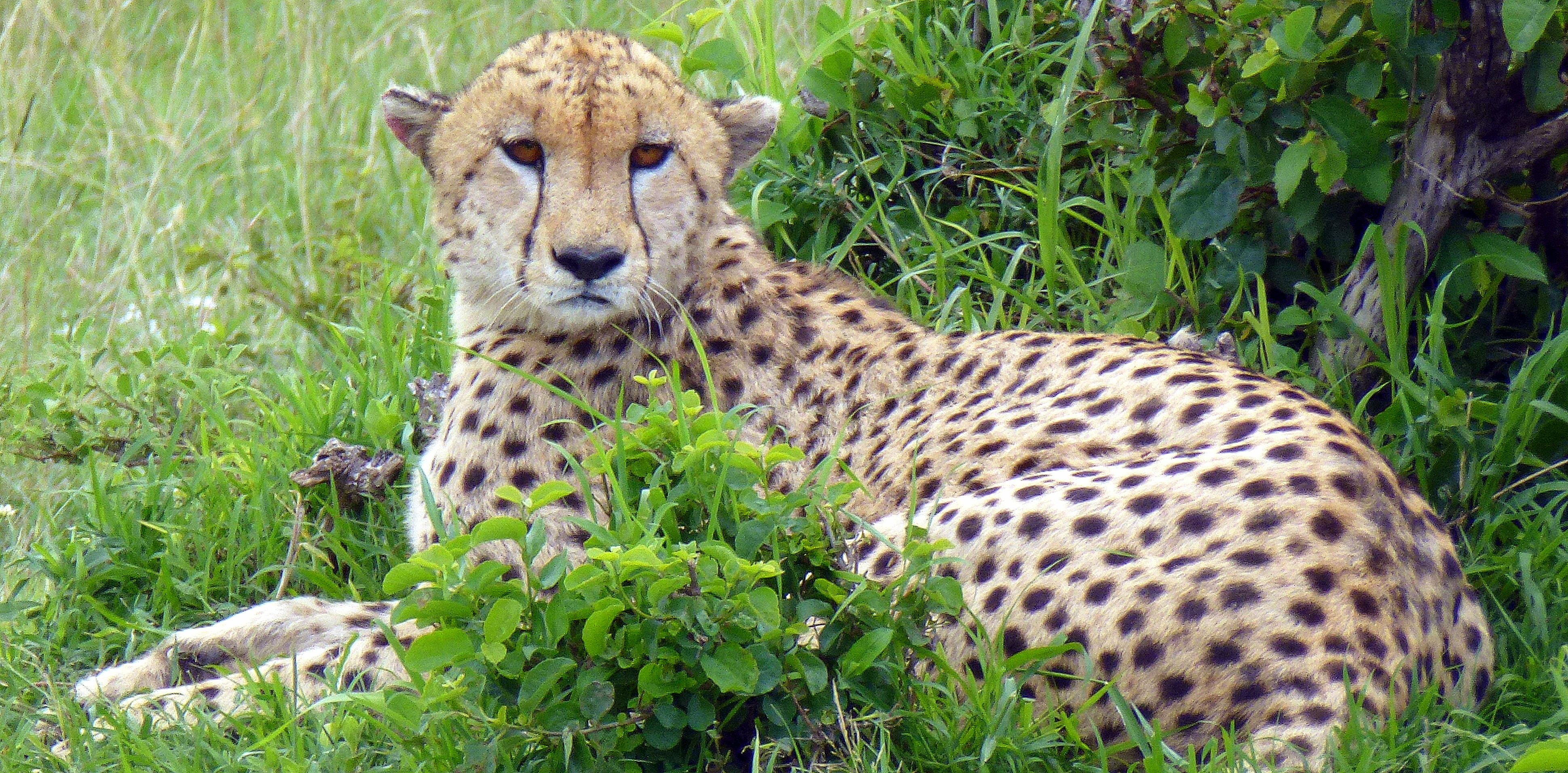 kenya-massai-mara-cheetah-walking-tour