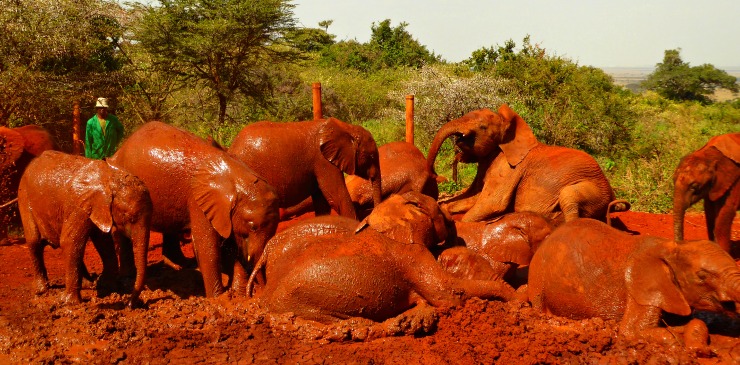 Kenya Nairobi National Park David Sheldrick Elephant Orphanage