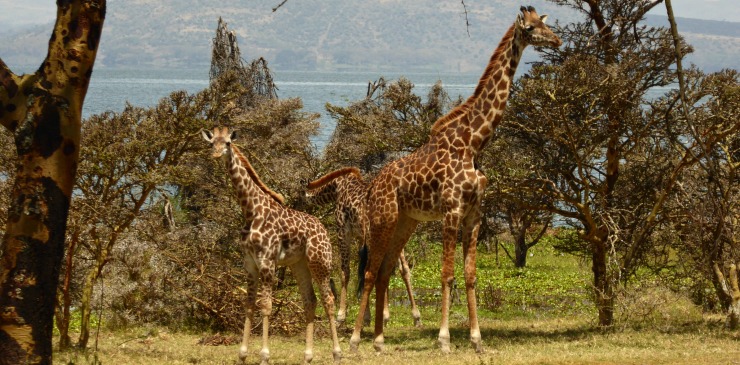 Kenya & Zanzibar