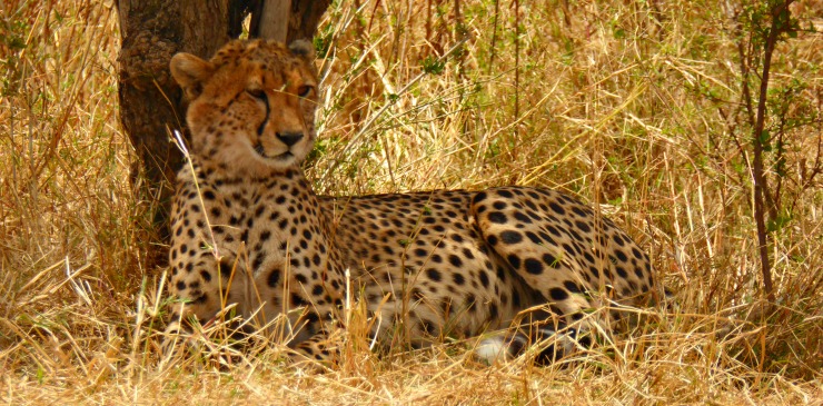 Kenya & Zanzibar