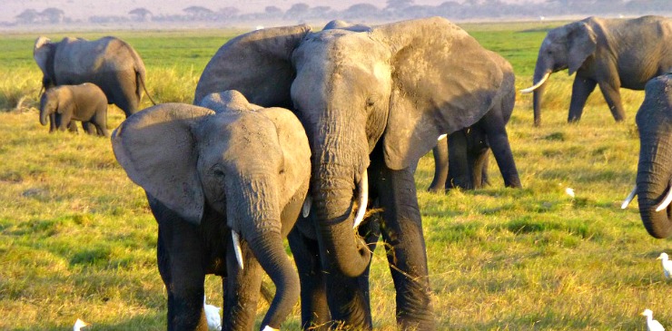 Kenya & Zanzibar Elephant Kenya & Zanzibar Elephant