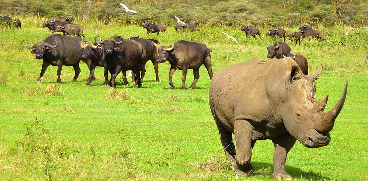 Kenya & Zanzibar Rhino African buffalo