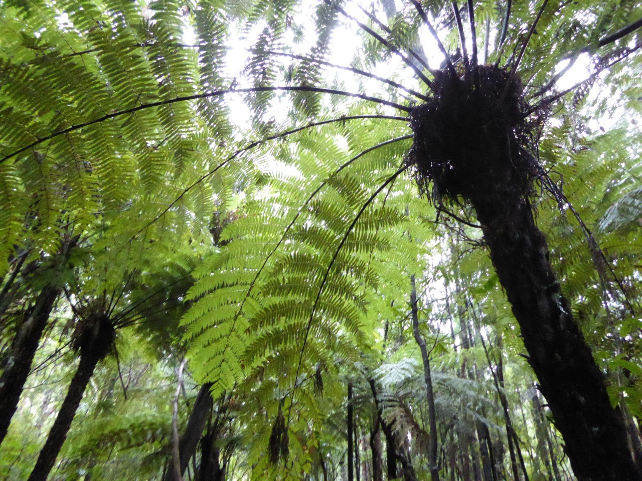 Mamuka ferns on the Coromandel Peninsula