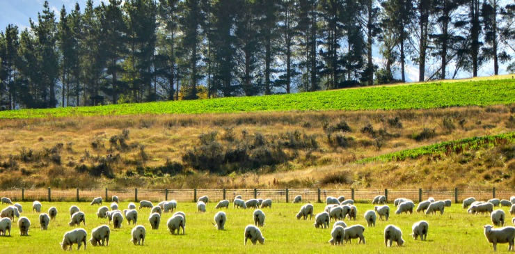 New Zealand