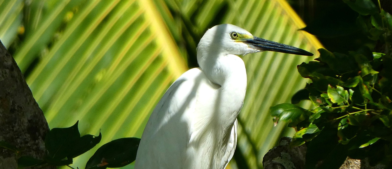 Sri Lanka Egret