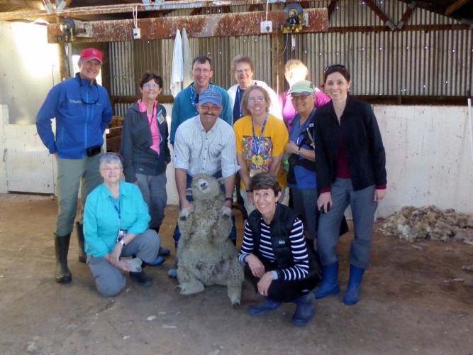 Our farmstay crew shearing sheep