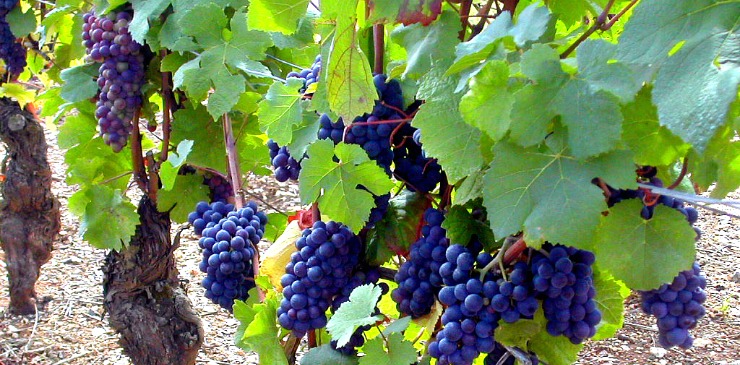 Provence & IVV Olympiad (14)