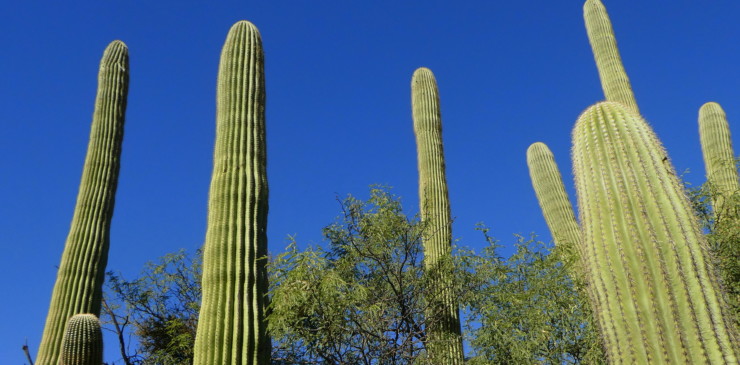 Sabino Canyon, Nogales, AZ21#2~#836-002
