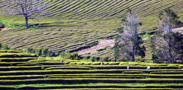 São Miguel_Tea plantations-001