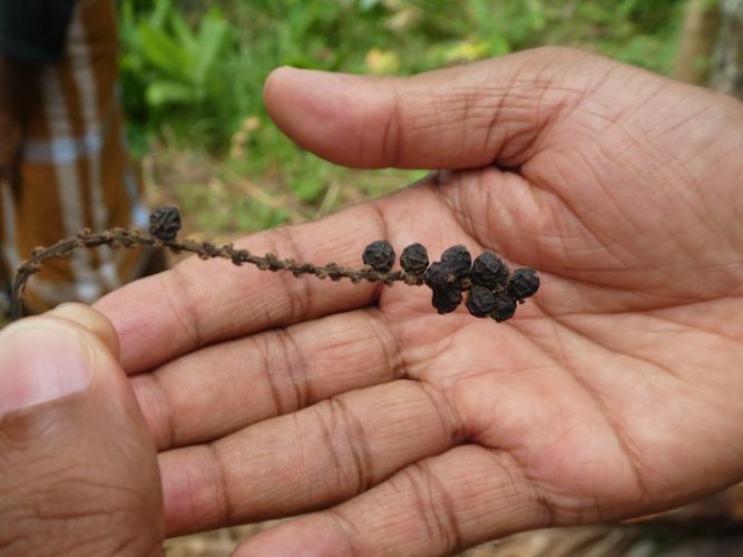 Peppercorns, which of course produce pepper when ground. They grow on a vine that climbs up certain trees